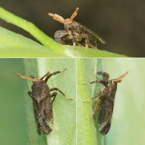 Réf. 300 508 : Asiraca clavicornis